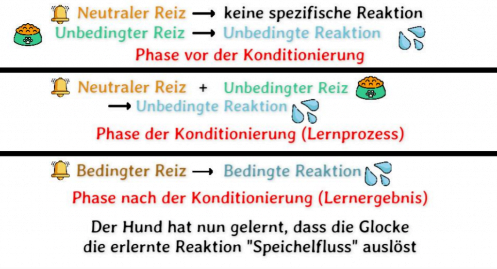 Klassische Konditionierung nach Pawlow mit Beispielen 3 klassische Konditionierung